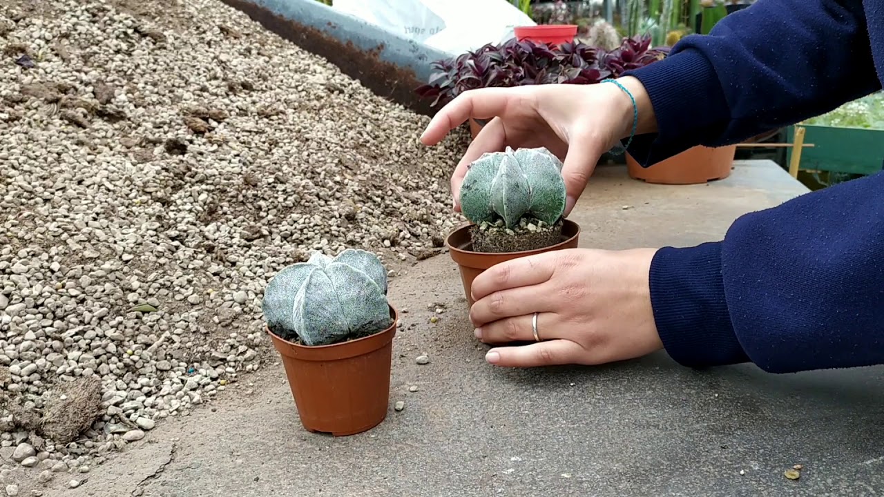 Tutorial rinvaso pianta grassa ! Succulente