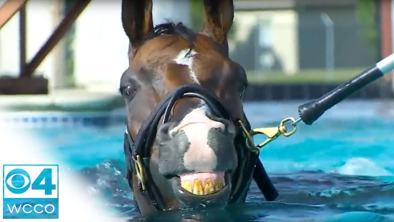 Canterbury Race Horses Take To On-Site Swimming Pool