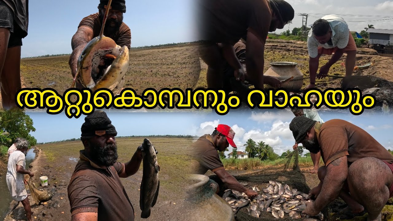 ആറ്റുകൊമ്പനും വാഹയും | FISHINGVLOG | #reallife #realfishing 