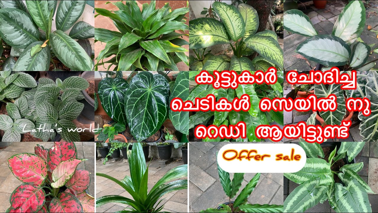 Affordable online plants sale video lcalathea | alocasia | aglonima |indoor & outdoor plants sale