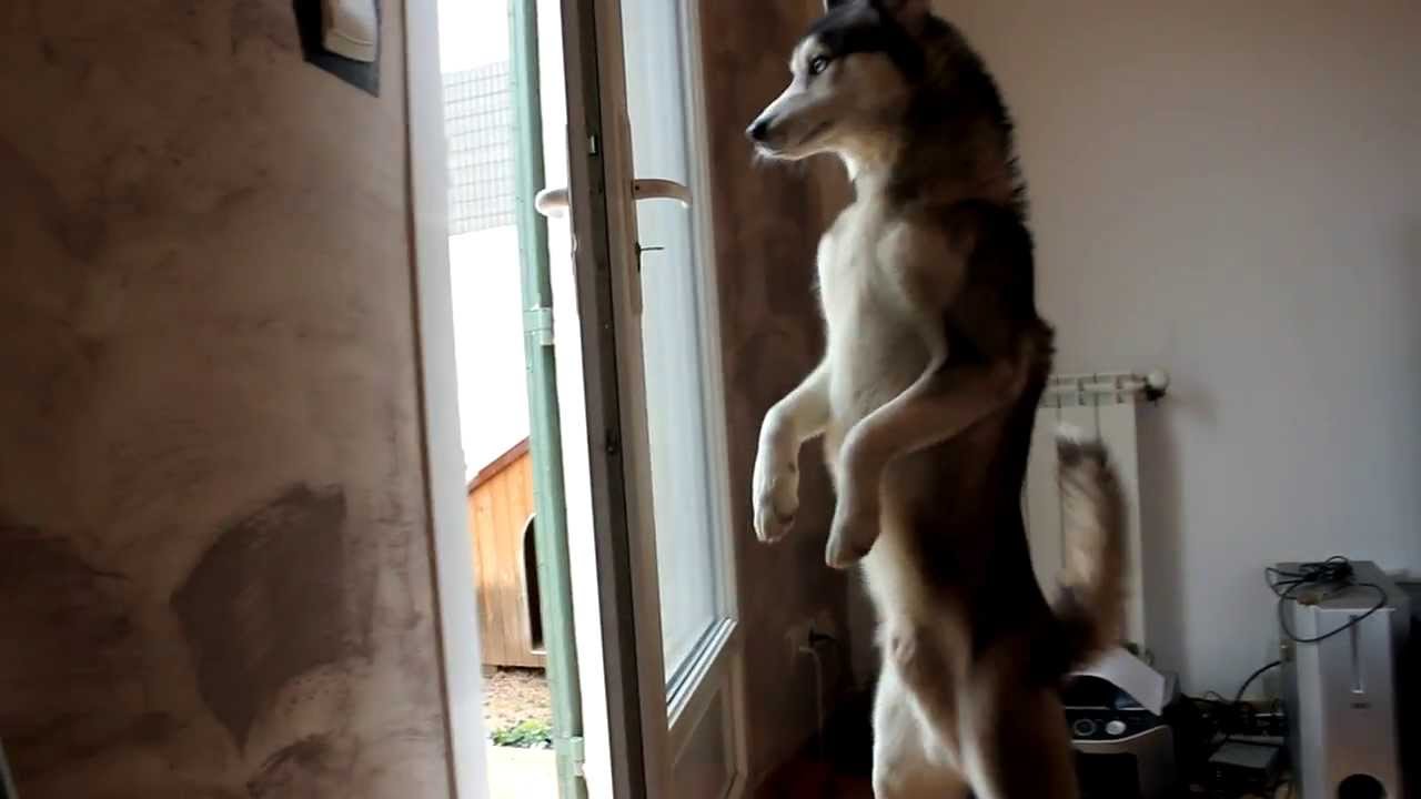 dressage husky intelligent Natsu