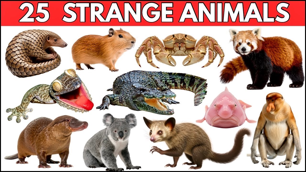 25 Strange & weird Animal Names for Kids | Amazing Weird Animals Around the World #animalsforkids