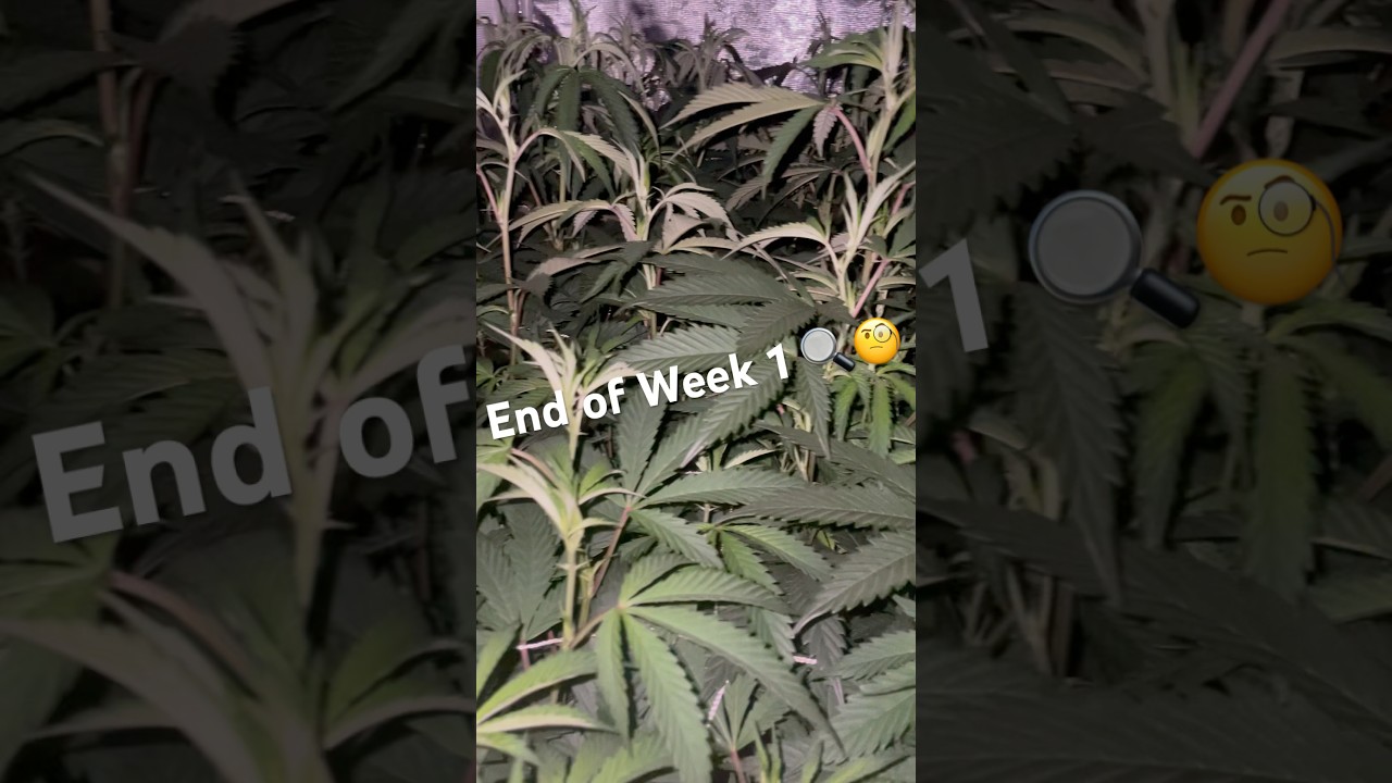 Stretch Phase 📈 Week 1 of Flower Complete 🍋🍋&zwj;🟩