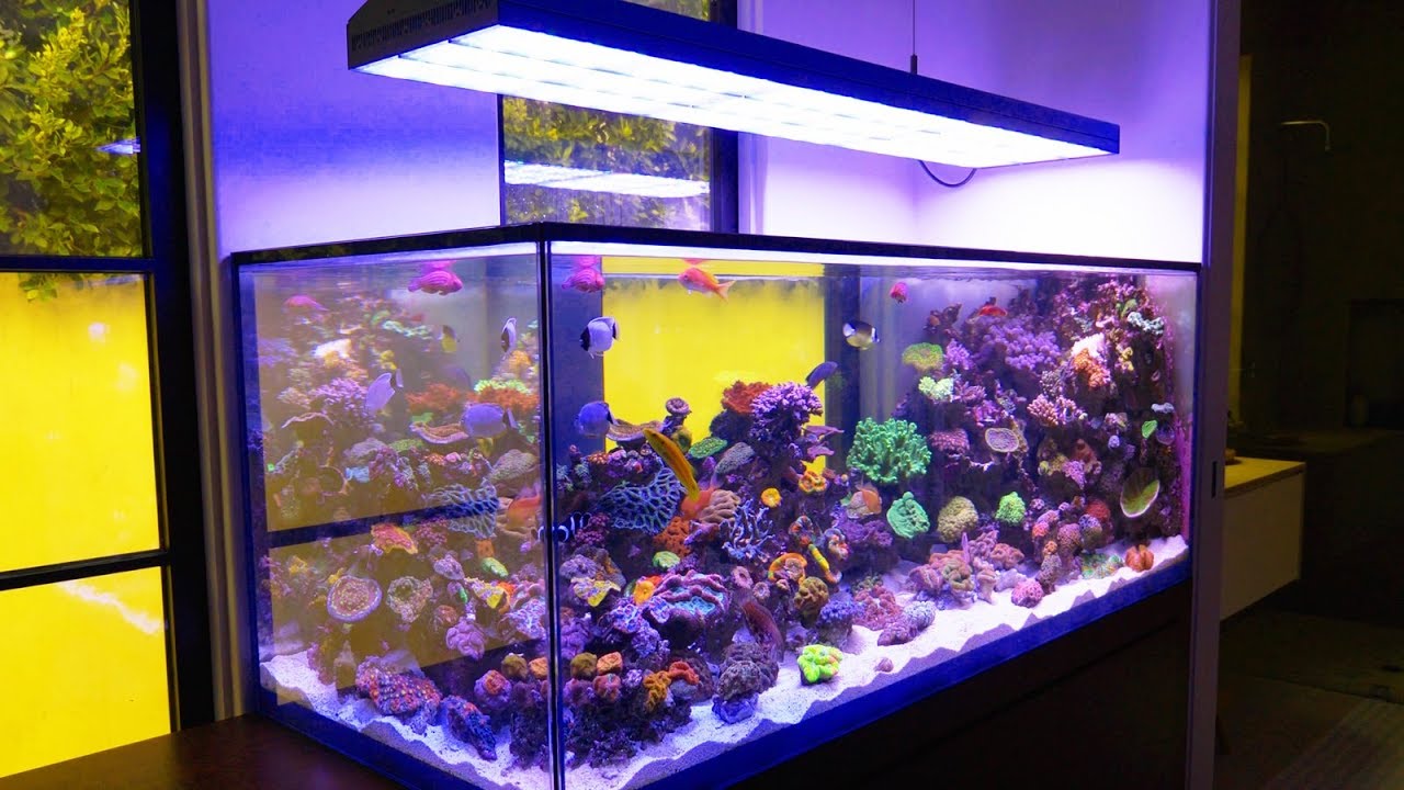 This Beverly Hills Aquarium is Completely Custom: Reef 301