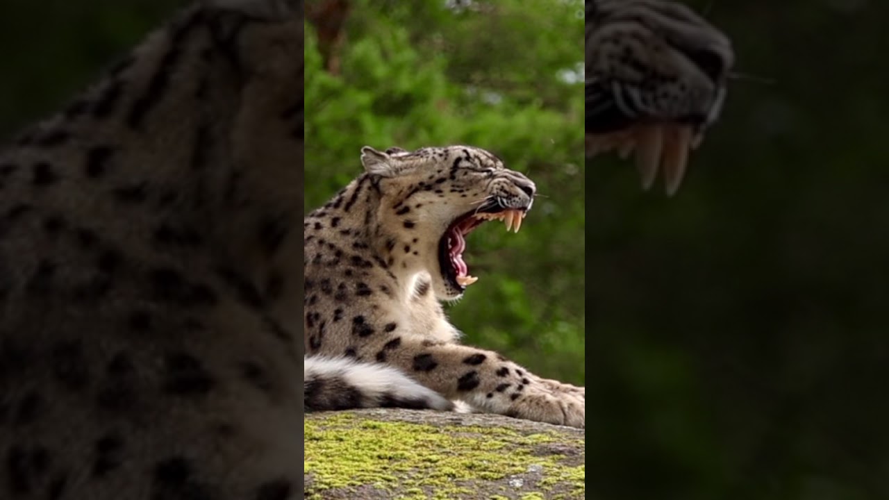 The Snow Leopard &ndash; Close-Up Footage of Its Open Mouth and Sharp Teeth