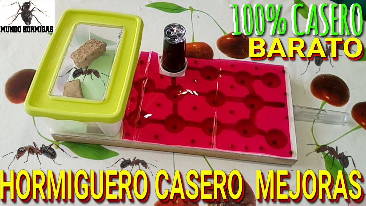 Hormiguero casero con materiales reciclados hormiguero de madera Mejoras (barato) - MUNDO  HORMIGAS