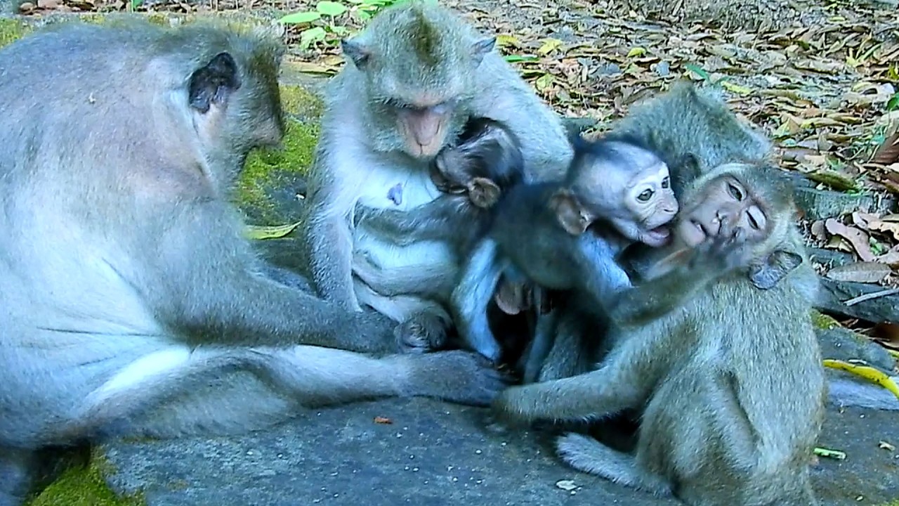No milk both.. Bald JAGGER disturbed Aunties JAVOR without nursing together.