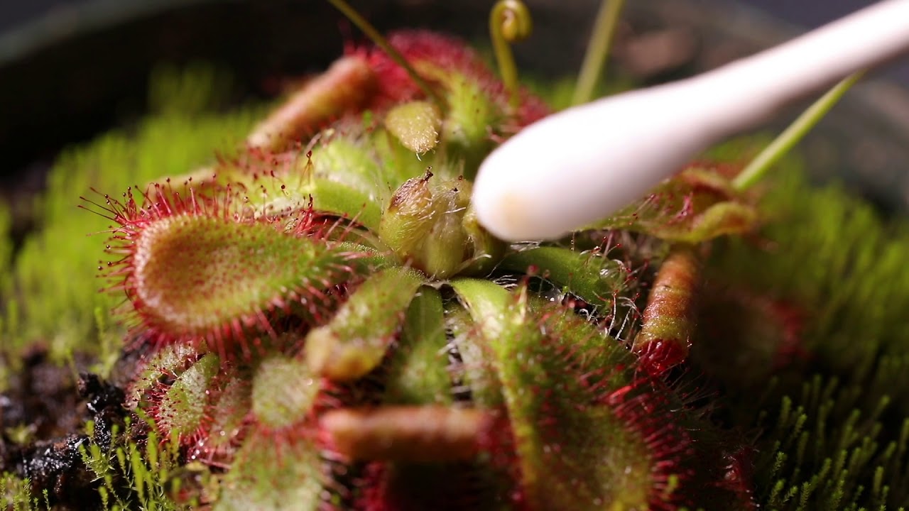 How to clean Humic Acid Buildup off your plant | Carnivorous Plant Care