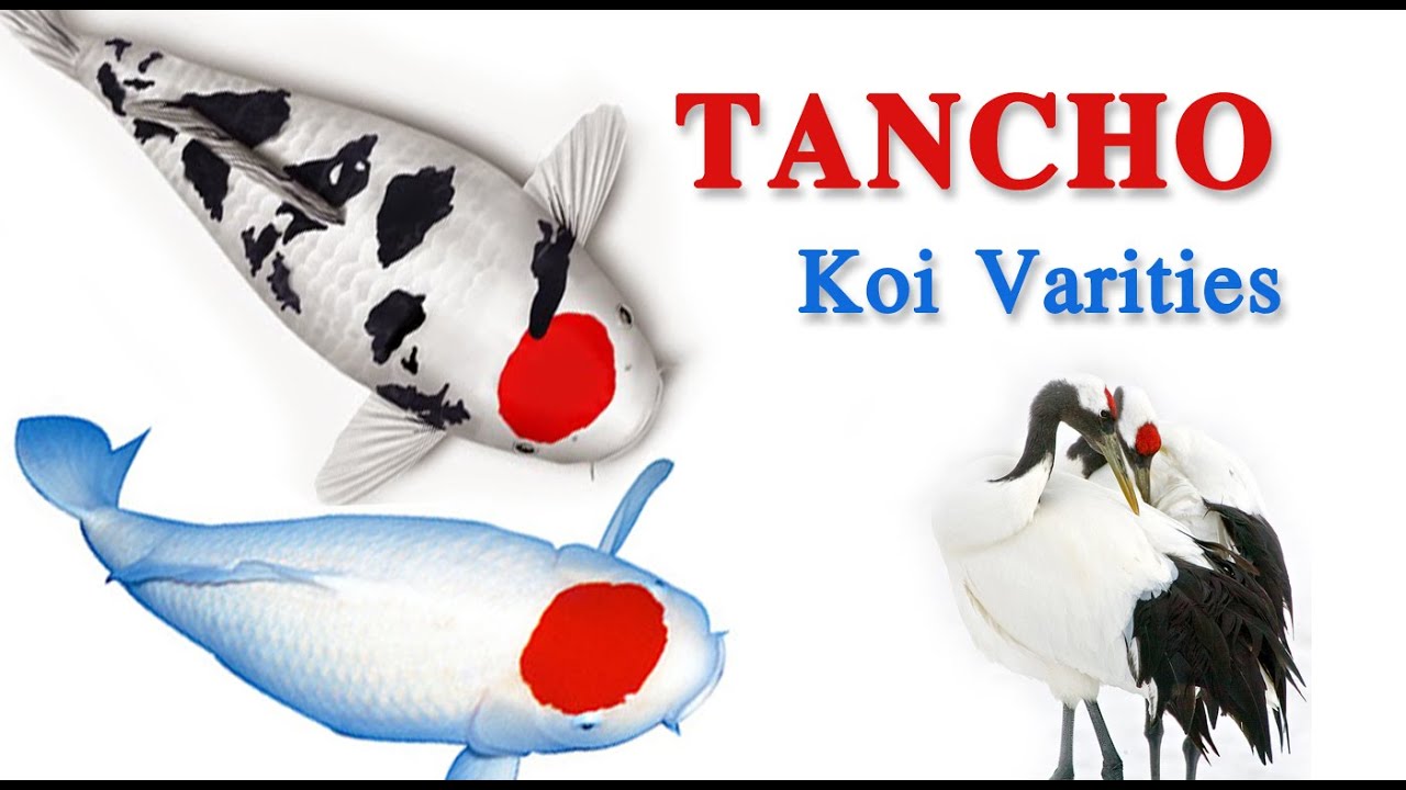 TANCHO Variety - Type of Koi