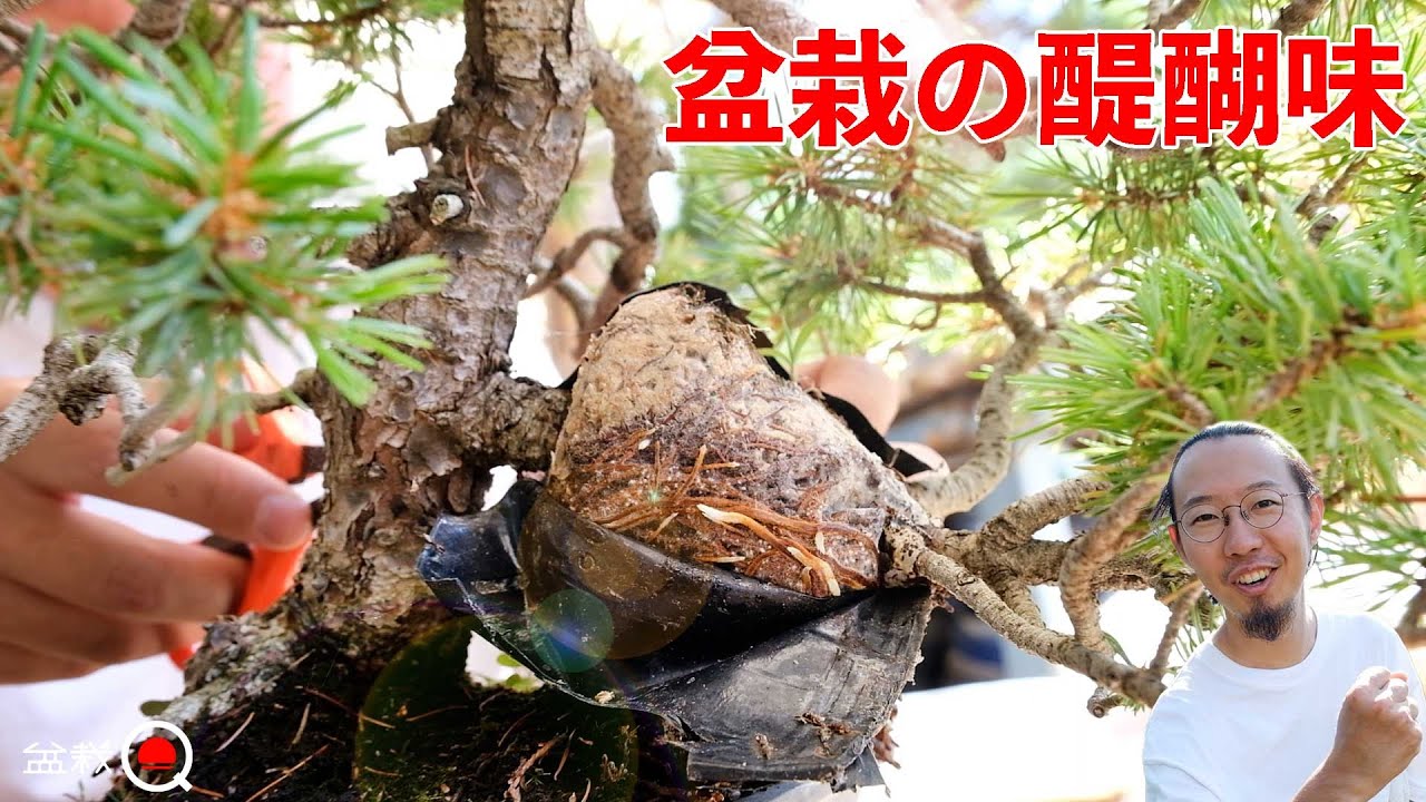1年前に取り木を掛けた五葉松。予想外の結果でした【盆栽Q】