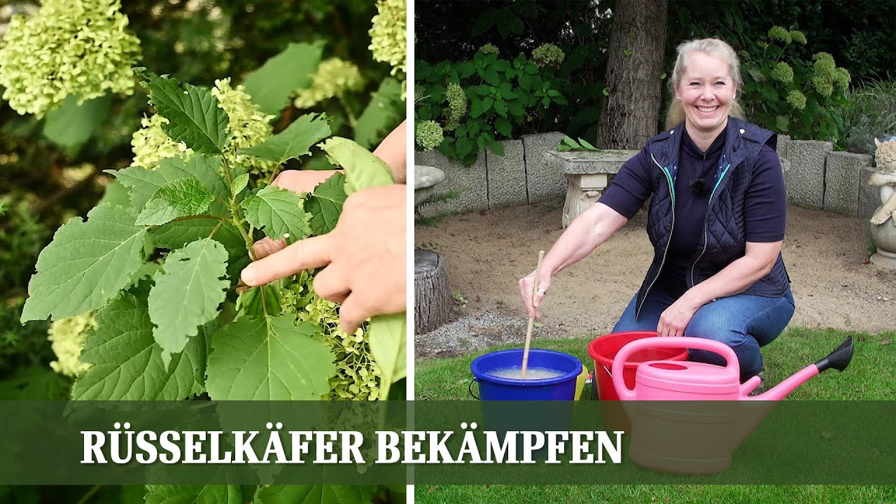 Rüsselkäfer (Dickmaulrüssler) biologisch bekämpfen mit Nematoden