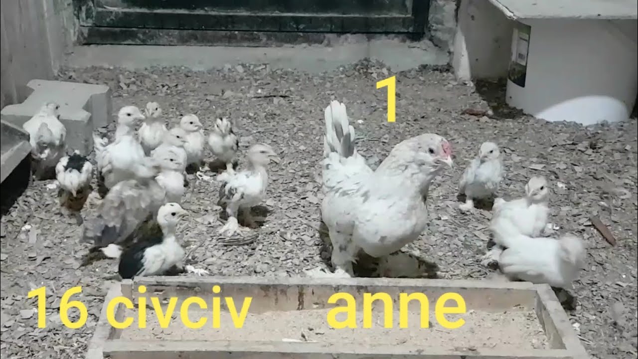 TÜM İSPENÇ CİVCİVLERİ ANNELERİ İLE BİRLEŞTİRDİM