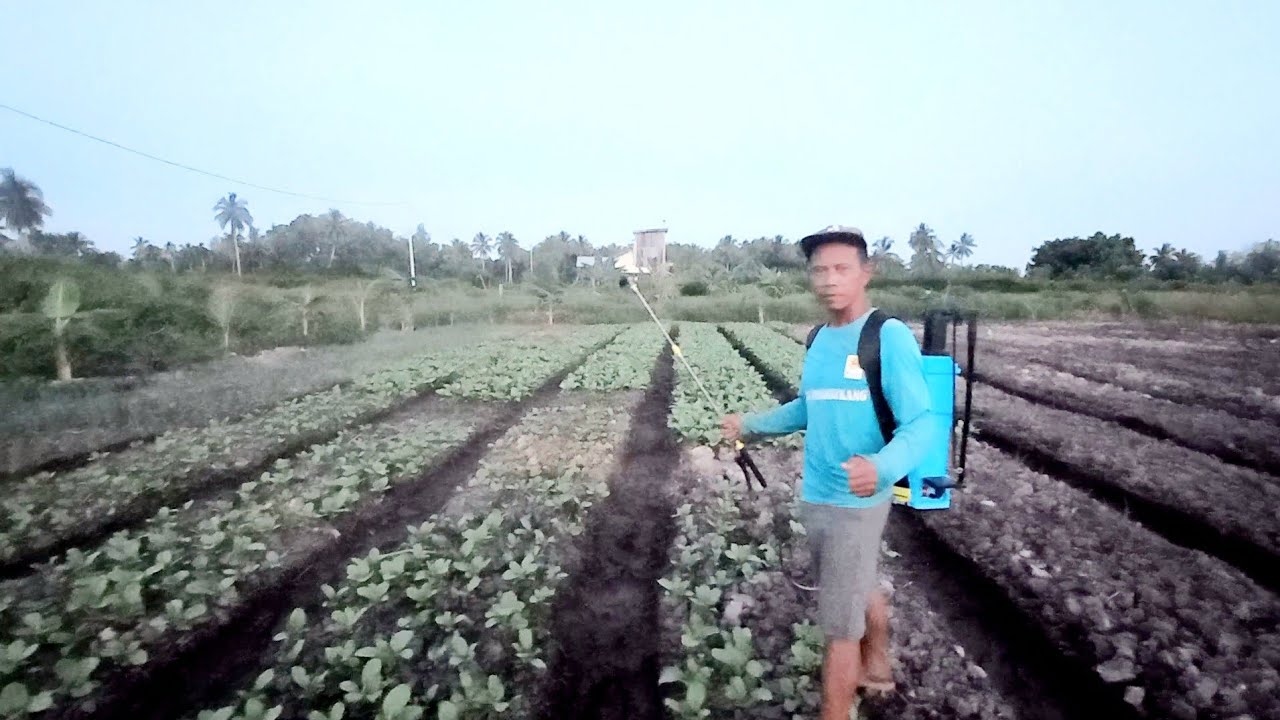  SEMPROT TANAMAN SAWI DI LAHAN PASANG SURUT TRANSMIGRASI KALIMANTAN 