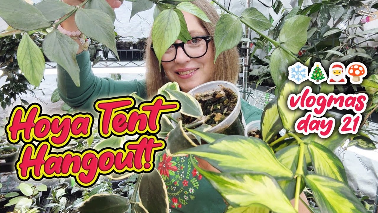 Hoya Plant Tour In My Grow Tent | Vlogmas 2025 Day 21