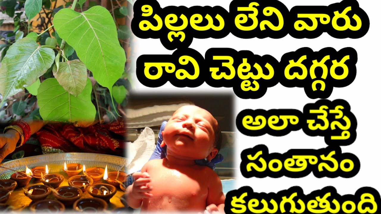 పిల్లలు లేని వారు రావి చెట్టు దగ్గర ఇలా చేస్తే  సంతానం కలుగుతుంది./Ravi chettu pooja/@veekshaTV