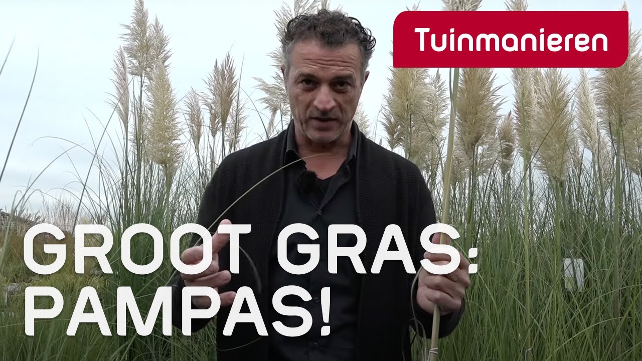 Pampasgras, het grootste gras in de tuin | Tuinmanieren