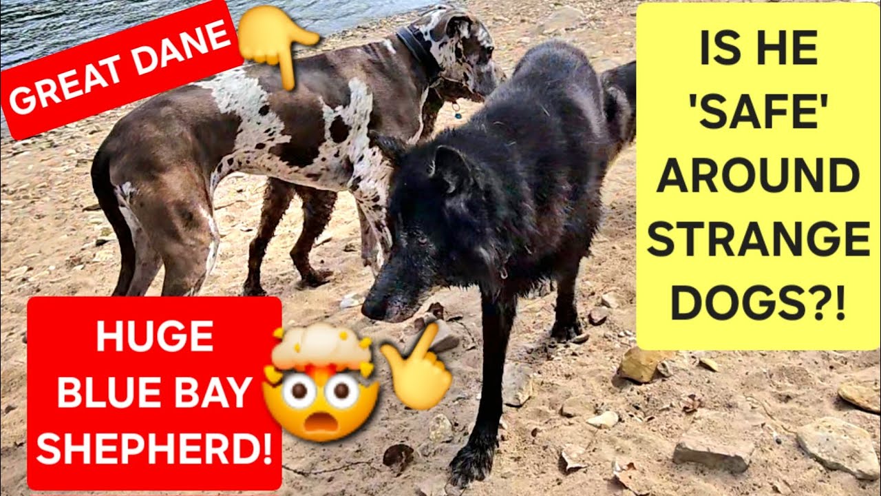 HUGE Blue Bay Shepherd at Dog Park: Is he SAFE Around Dogs & Strangers?!🤯🐺