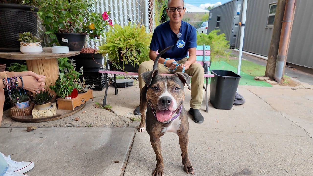 Meet the volunteers opening up their hearts to pets awaiting adoption | NBC New York