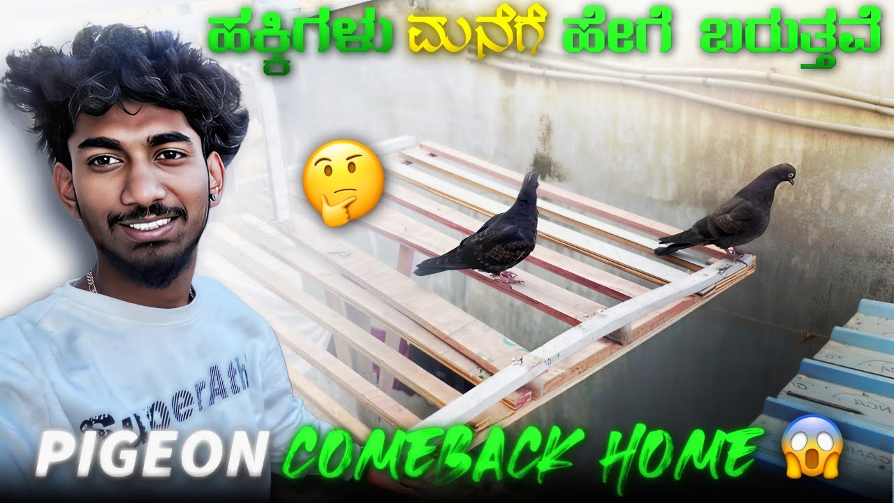 How to train pigeon come back to home in kannada ||Prince loft||ಹಕ್ಕಿಗೆ ಮನೆಯ ರೂಡಿ ಮಾಡೊಧು ಹಂಗೆ 😁😍🕊