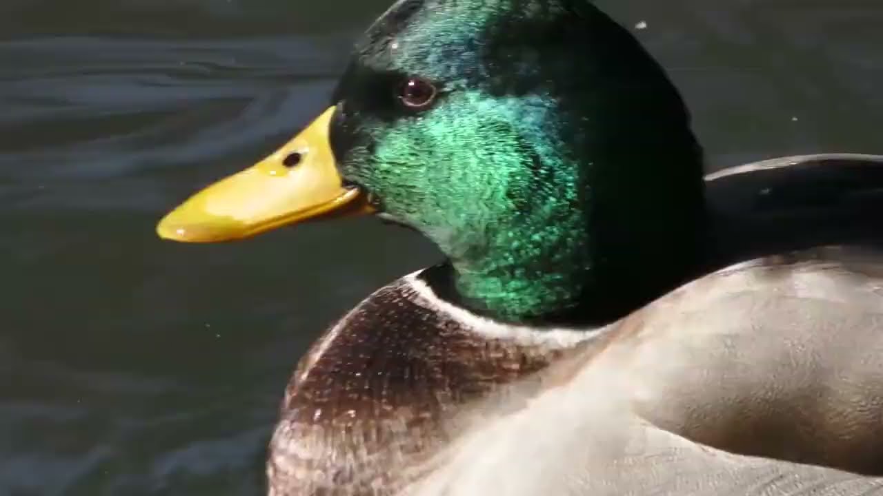 En chemin avec Marc Giraud - Les canards