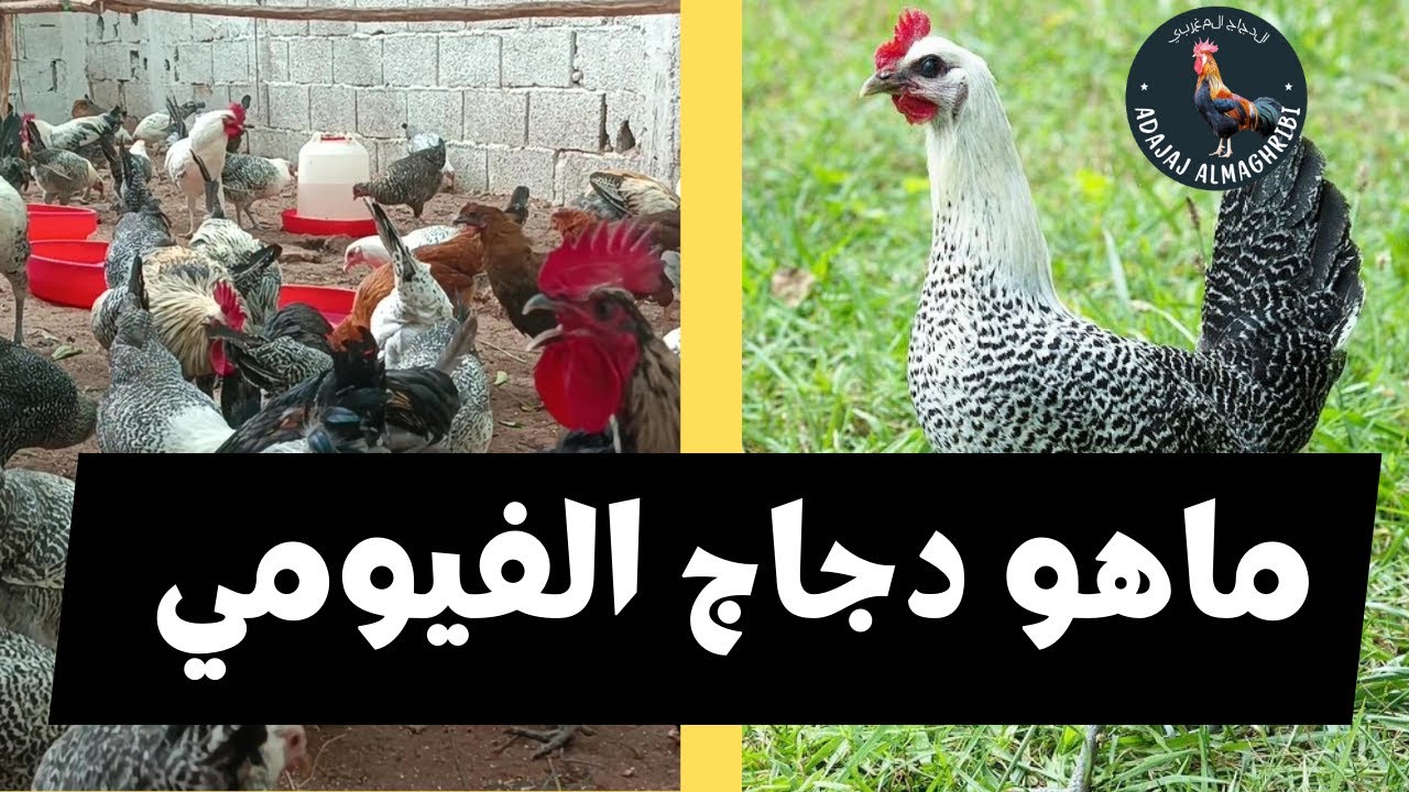 دجاج الفيومي للبيع في المغرب | سلالات ممتازة بأسعار تنافسية للتواصل 0668762975