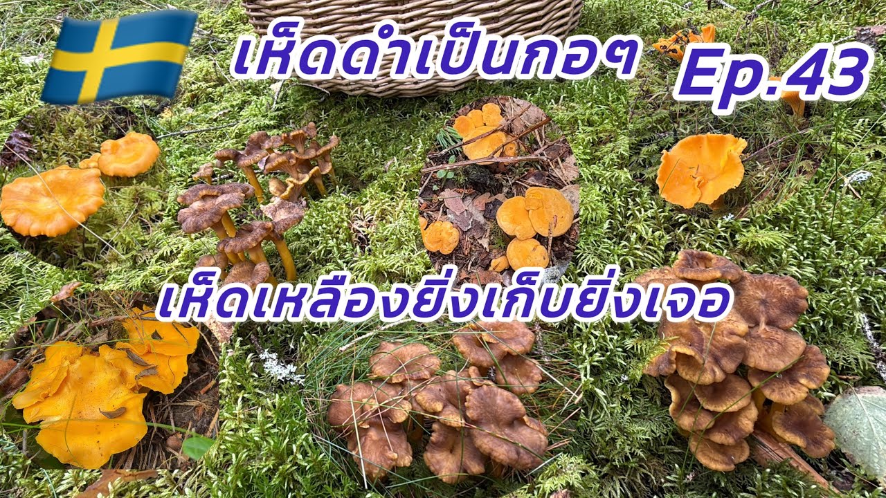 เห็ดดำเป็นกอๆ + เห็ดเหลืองยิ่งเก็บยิ่งเจอ ช่วงนี้ฝนตกฉ่ำ 17.08.25 Ep.43