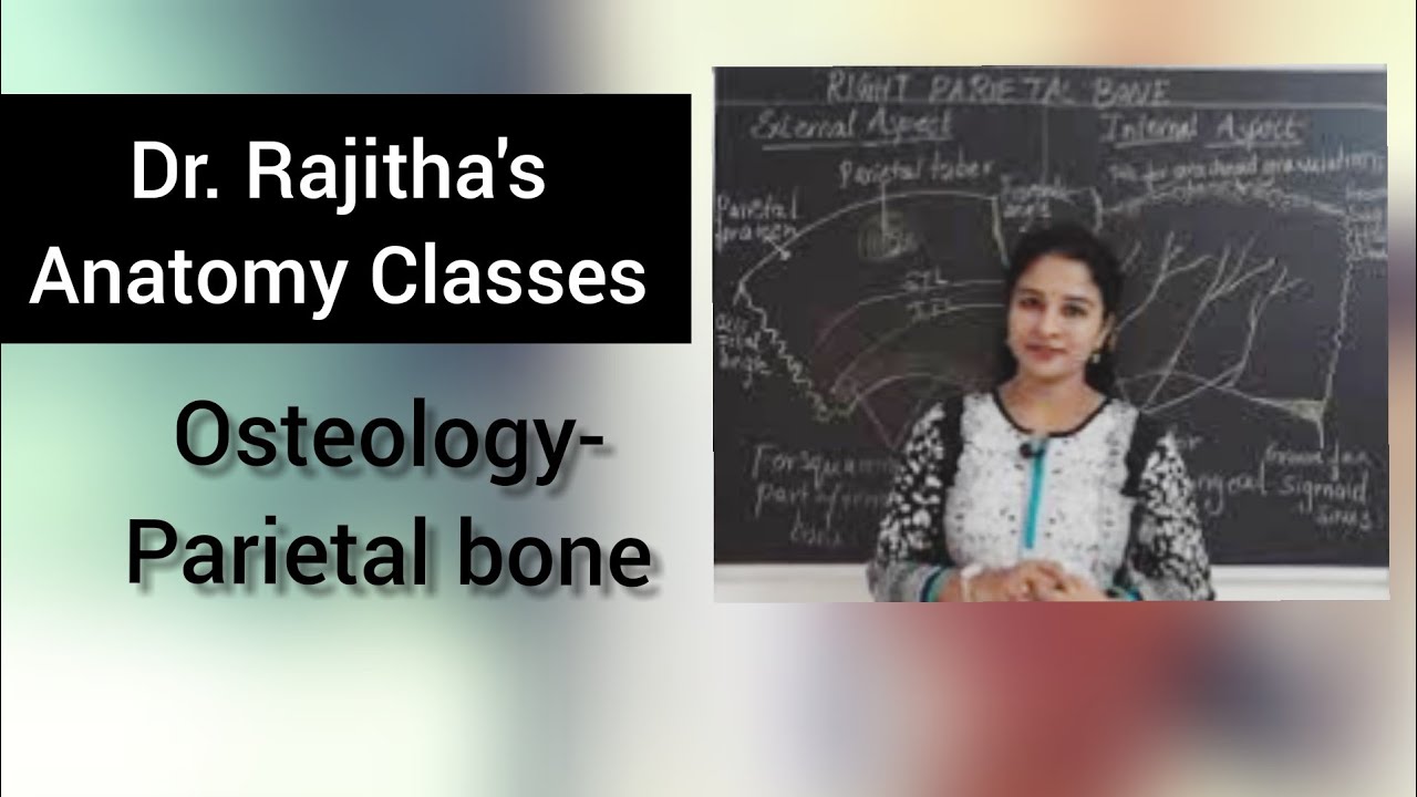 Osteology of Parietal bone by Dr. Rajitha Vanga