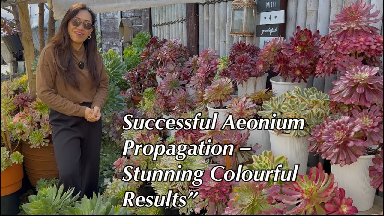 “Aeonium Propagation Update/Beautiful Growth & Colours!”