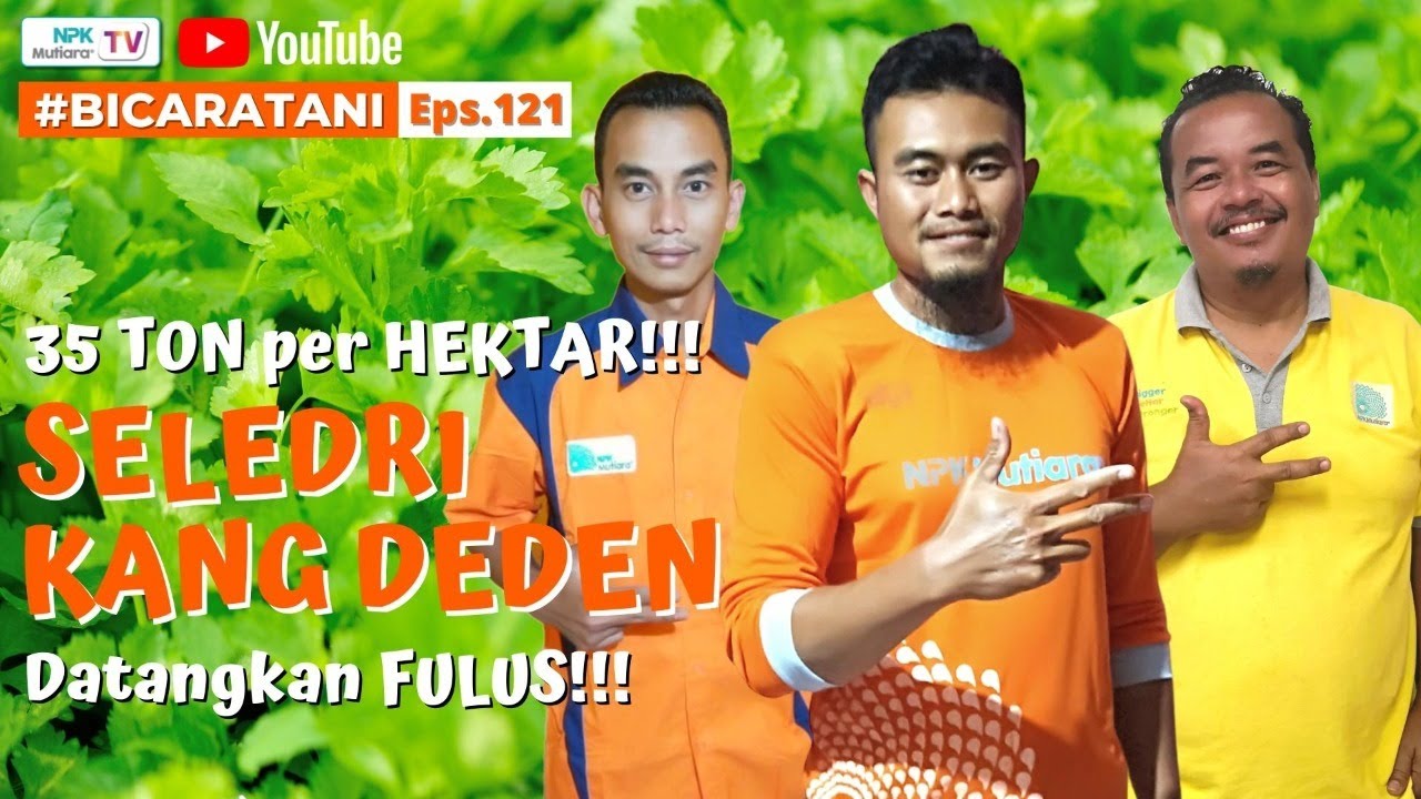 PANEN SELEDRI BISA 35 TON PER HA❗❗❗| Kang Deden - BicaraTani #121