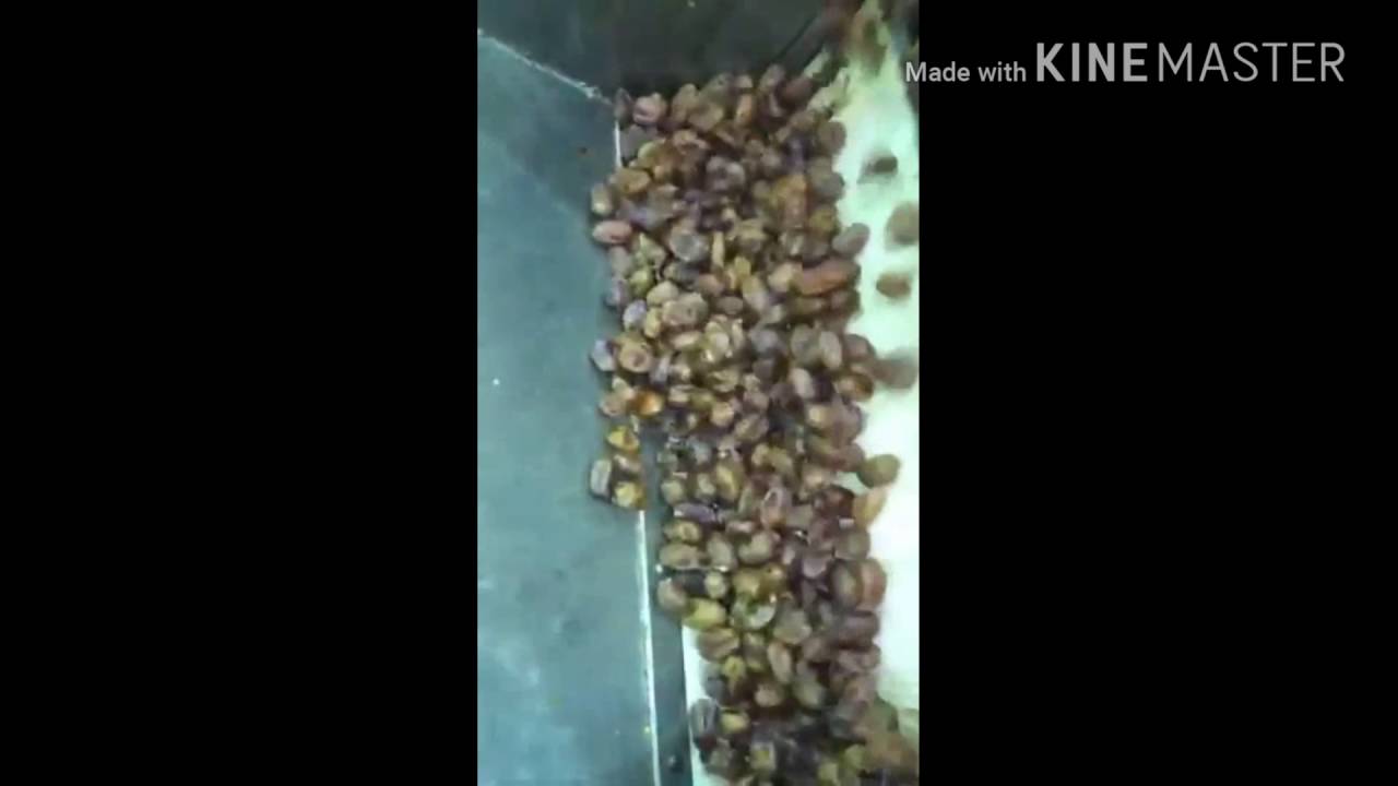 مصنع تمور ابن زيد بالأحساء