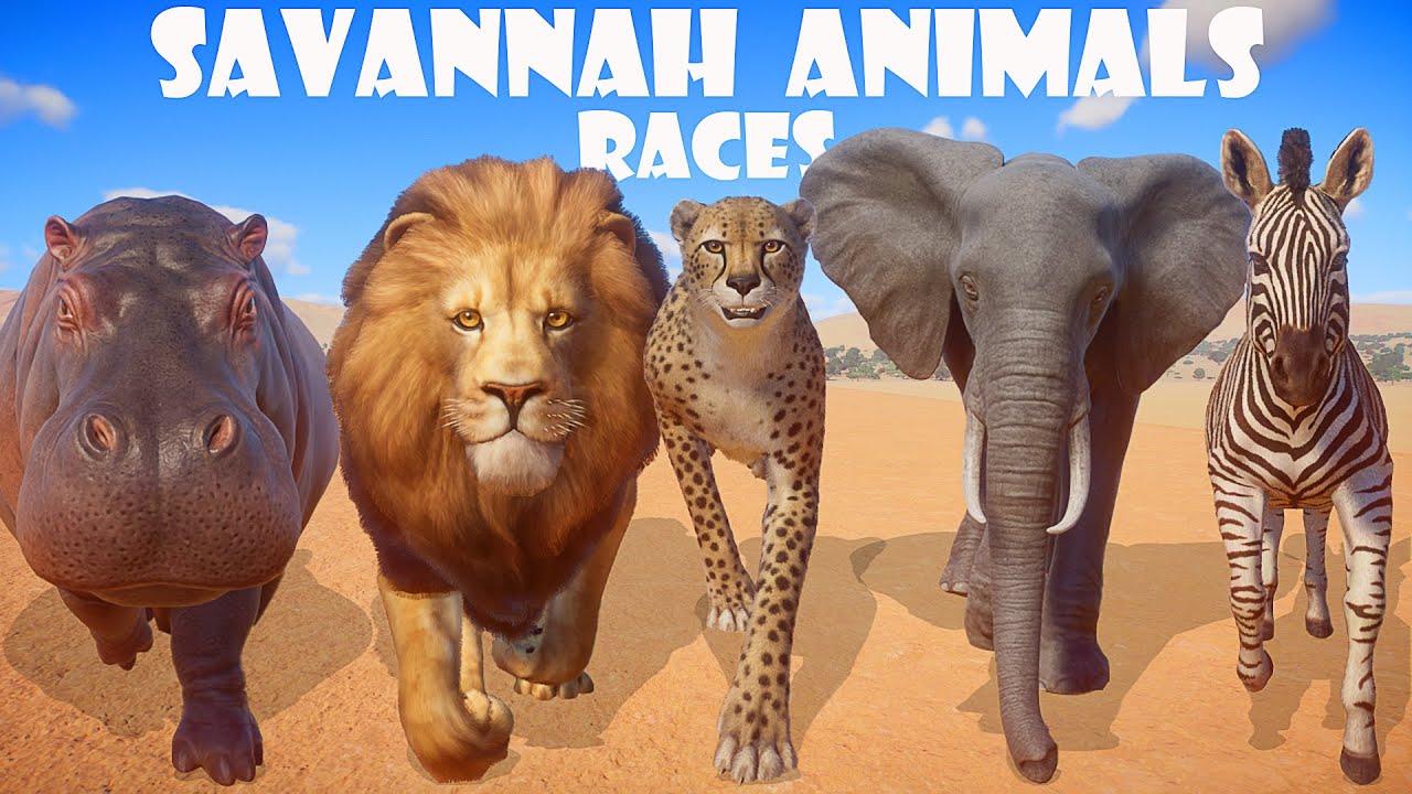 Savannah Animals Speed Races in Planet Zoo included Lion, Hippopotamus, Cheetah, Elephant, Zebra