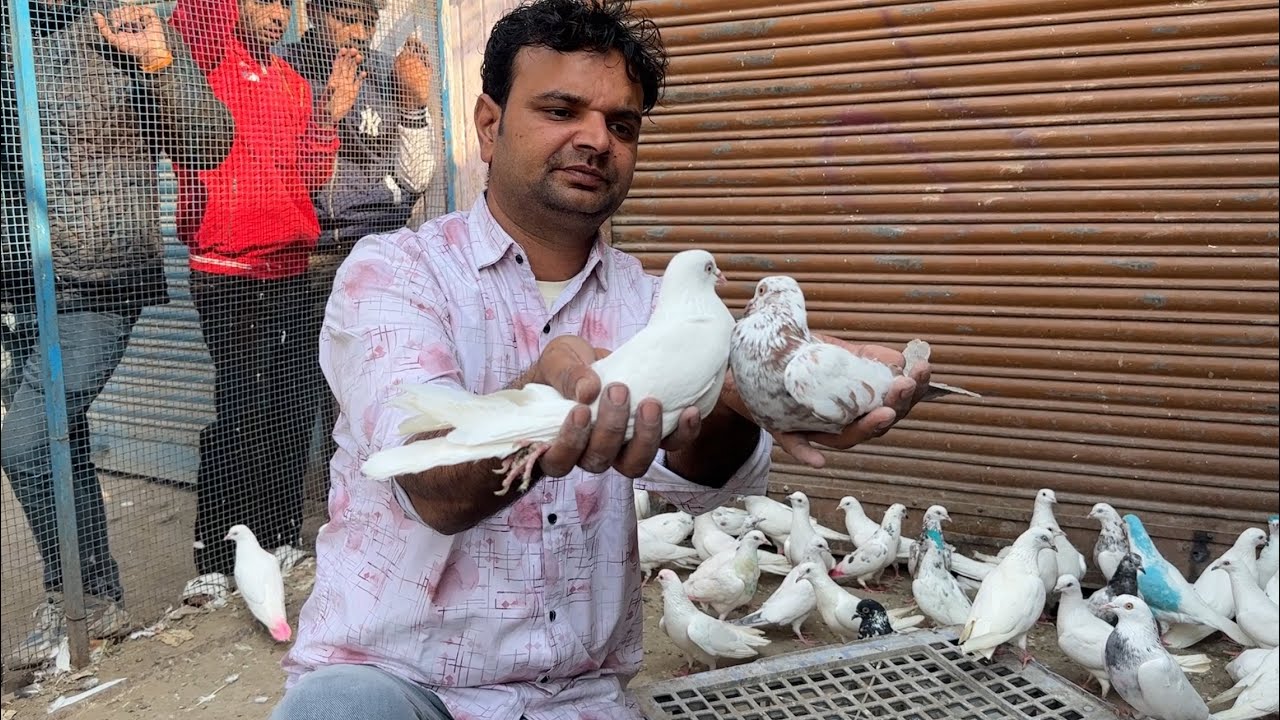 Shazad loni kabutar shop kabootar market loni sehzad pet shop Delhi white pigeons