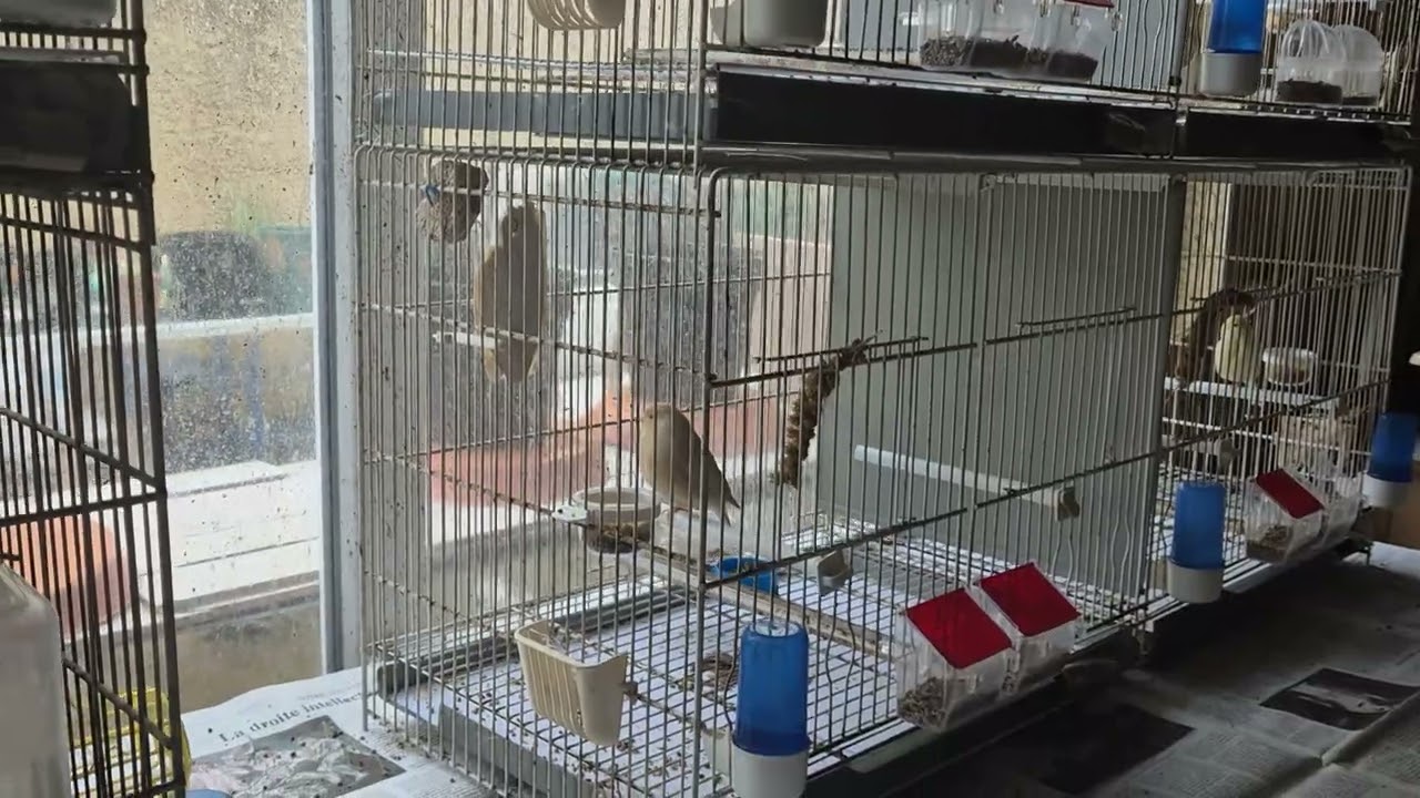 Vidéo n °8 2026 élevage amateur canaris rouges, satinés ,malinois .Chris Montpellier 