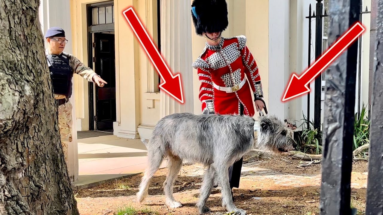 *VERY RARE* Irish Guard allows public to meet Seamus! “No Dog Treats!”