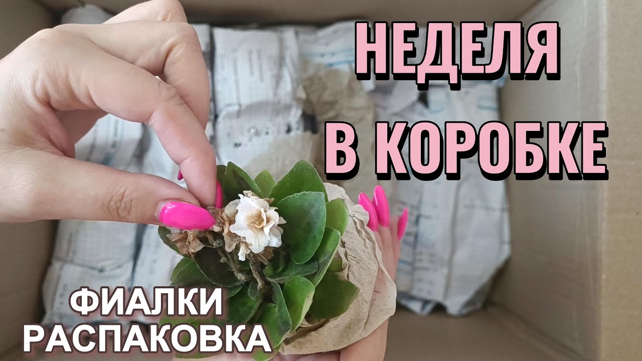 Фиалки провели неделю в коробке!! - распаковка