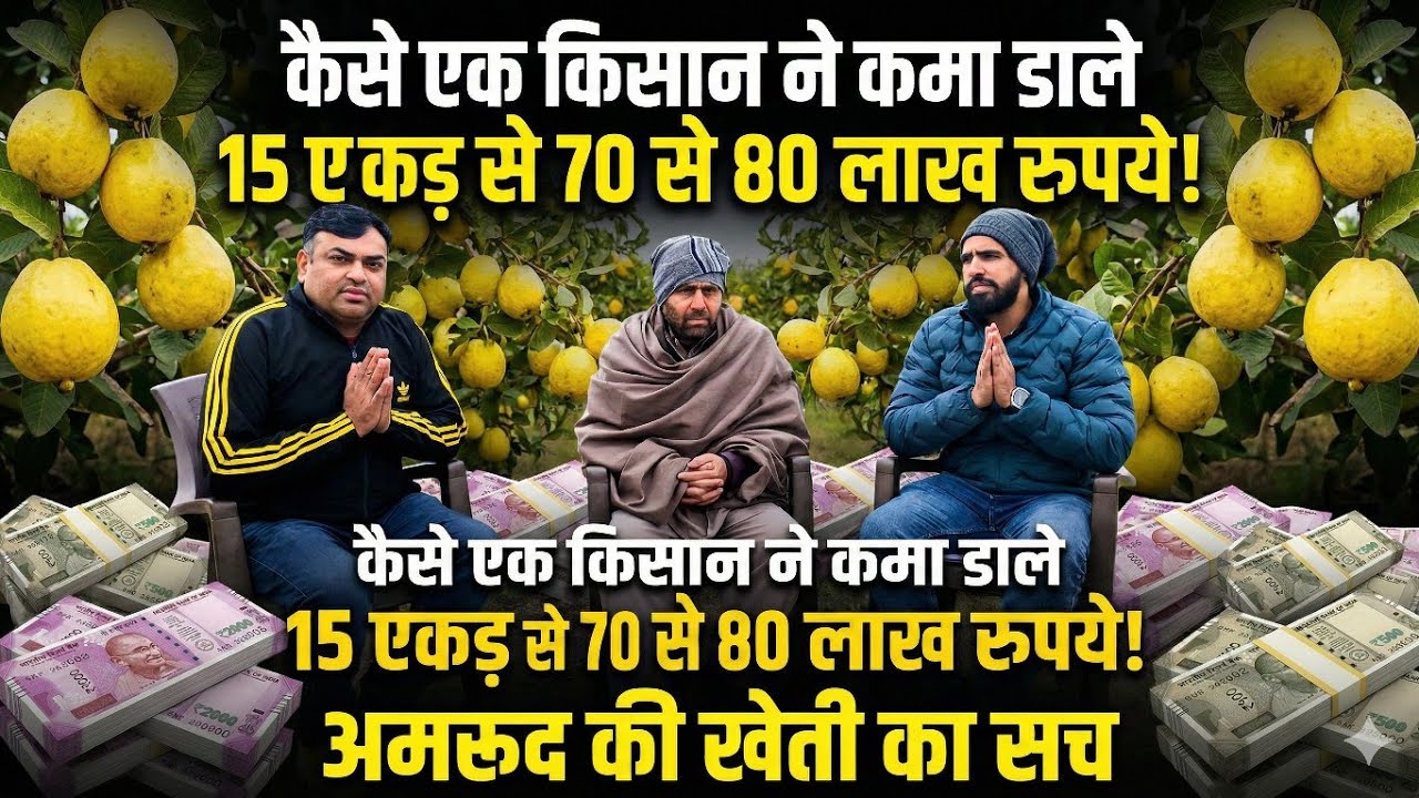 15 एकड़ अमरूद की खेती से 70–80 लाख की कमाई कैसे? किसान की पूरी कहानी@Kisannexa