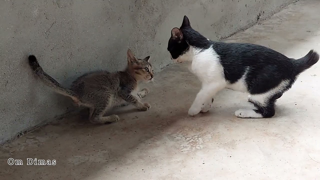 Kucing Bermain | seru juga