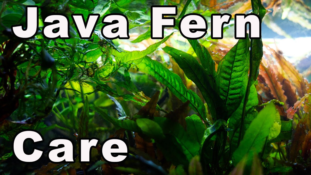 Java Fern Care and Propagation: A Few Things You Should Know About it! 🌿