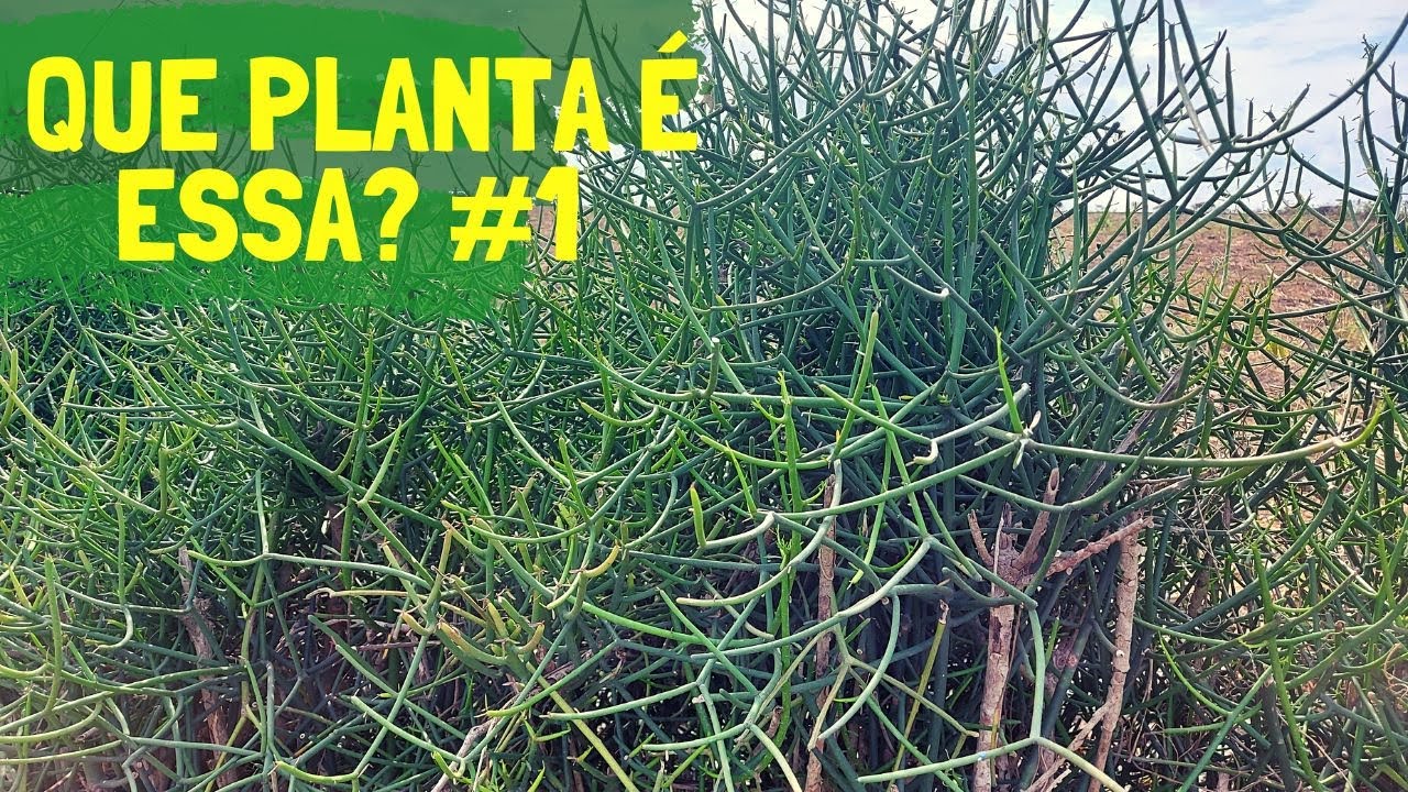 Que planta é essa? Avelós!