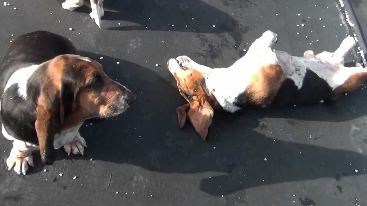 Basset Hounds being cute.