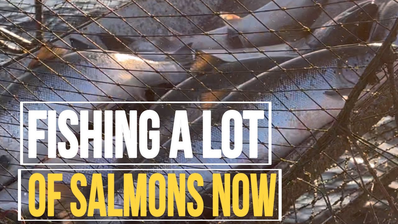 LET’S GO FISHING SALMONS NOW