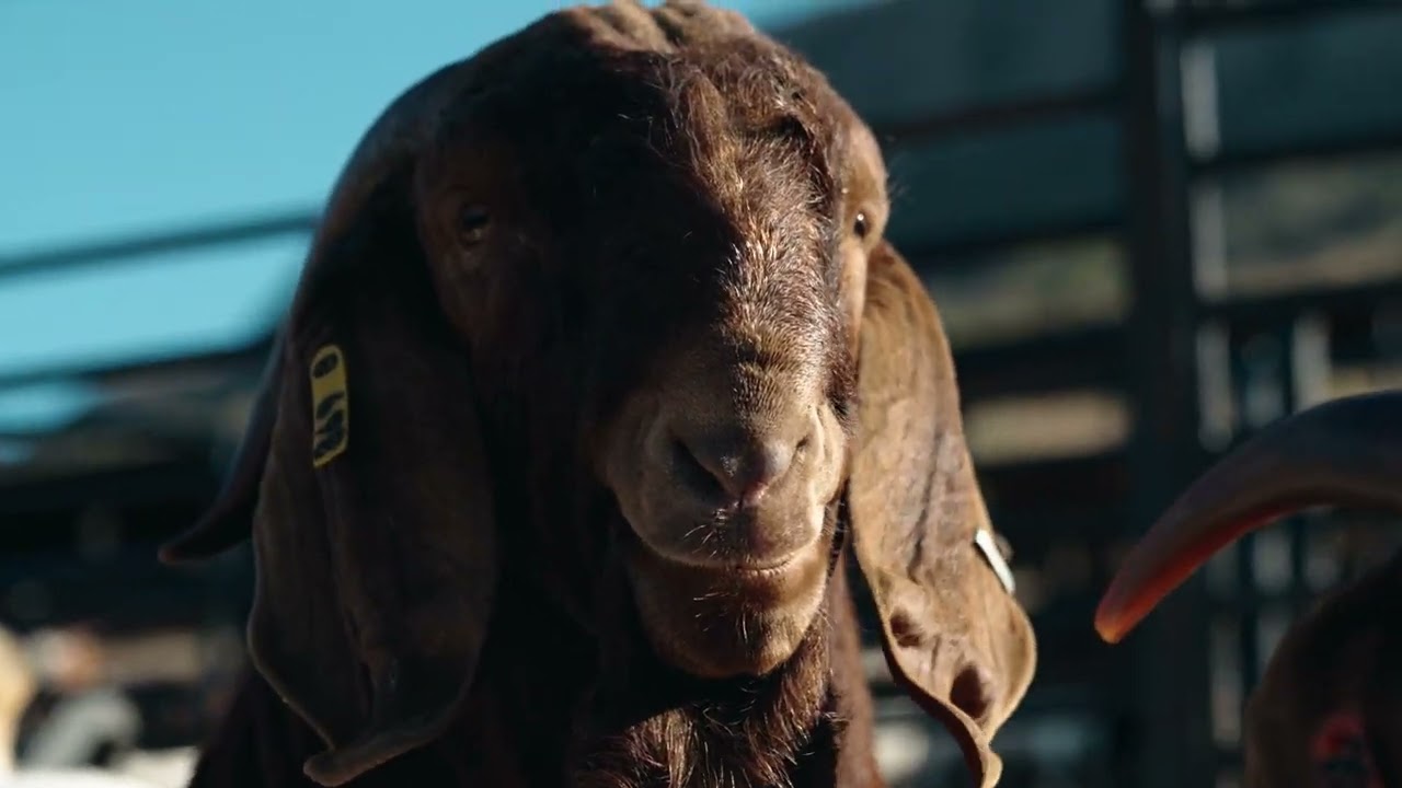 National Boergoat Auction Promo Video