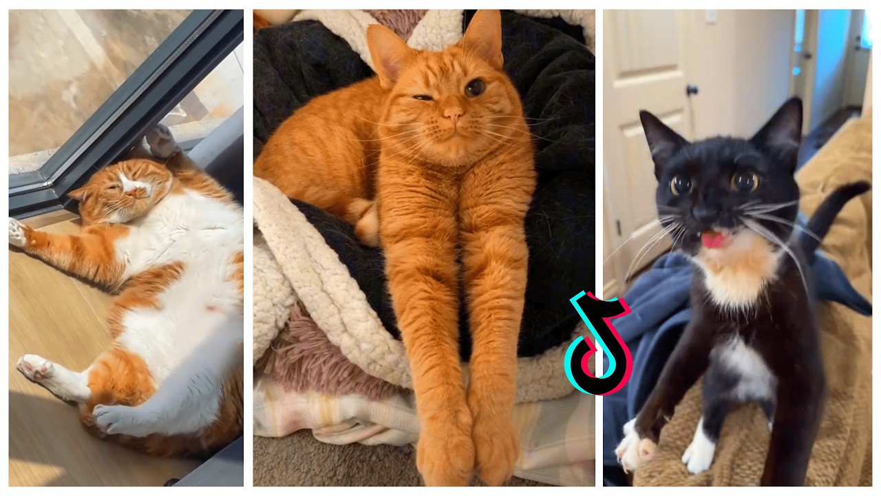 Warning: Cuteness overload! 🐾 Kittens that will make your day 😊💖