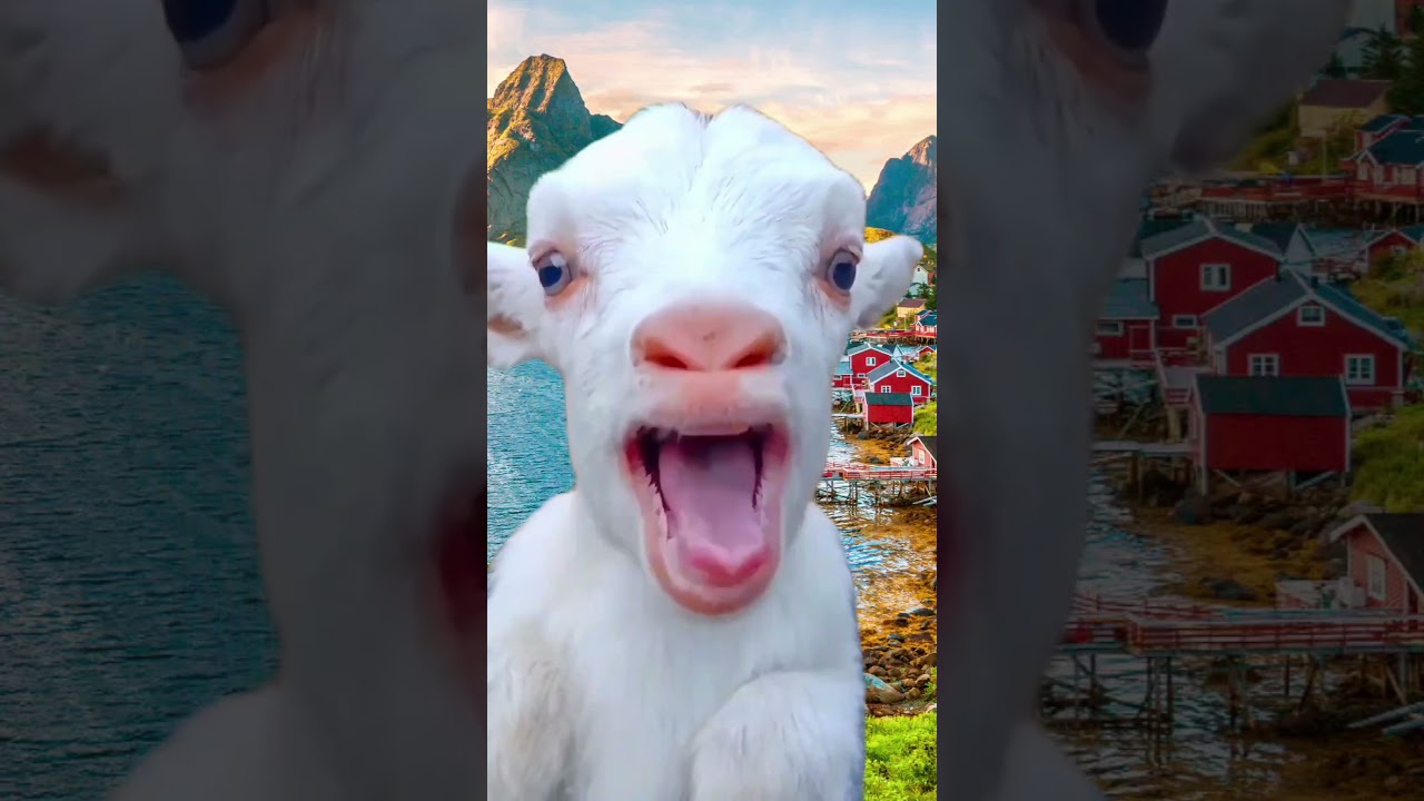 Коза и козлёнок хочешь лайк.#goat #смешнойшортс #смешновидео