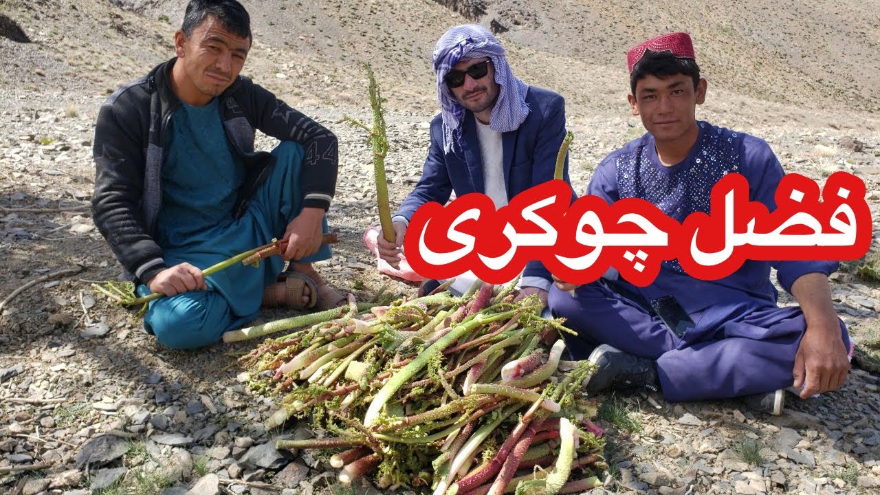 سال یکبار همه ای مردم از این کوه چوکری میاره !