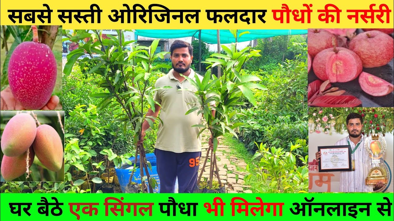 मलिहाबाद की सबसे सस्ती ओरिजिनल फलदार पौधों की नर्सरी | जो घर बैठे ही पौधे पहुंचा देती है ऑनलाइन