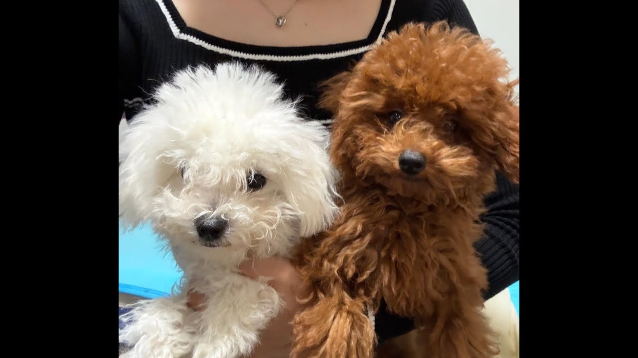 雨の日の子犬達の日常(ビションフリーゼの桃とトイプードルの梅はケンカばかり)