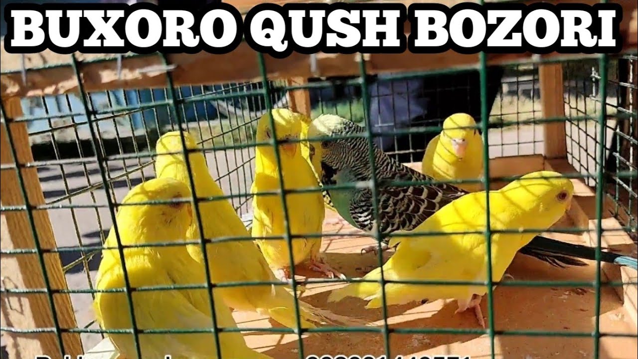 Buxoro qush bozori 05 06 2022