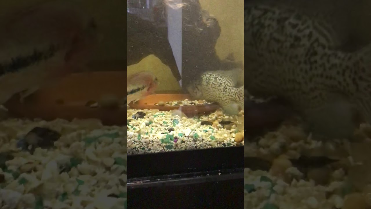 Mega Cichlid returns Cuban Cichlid pair