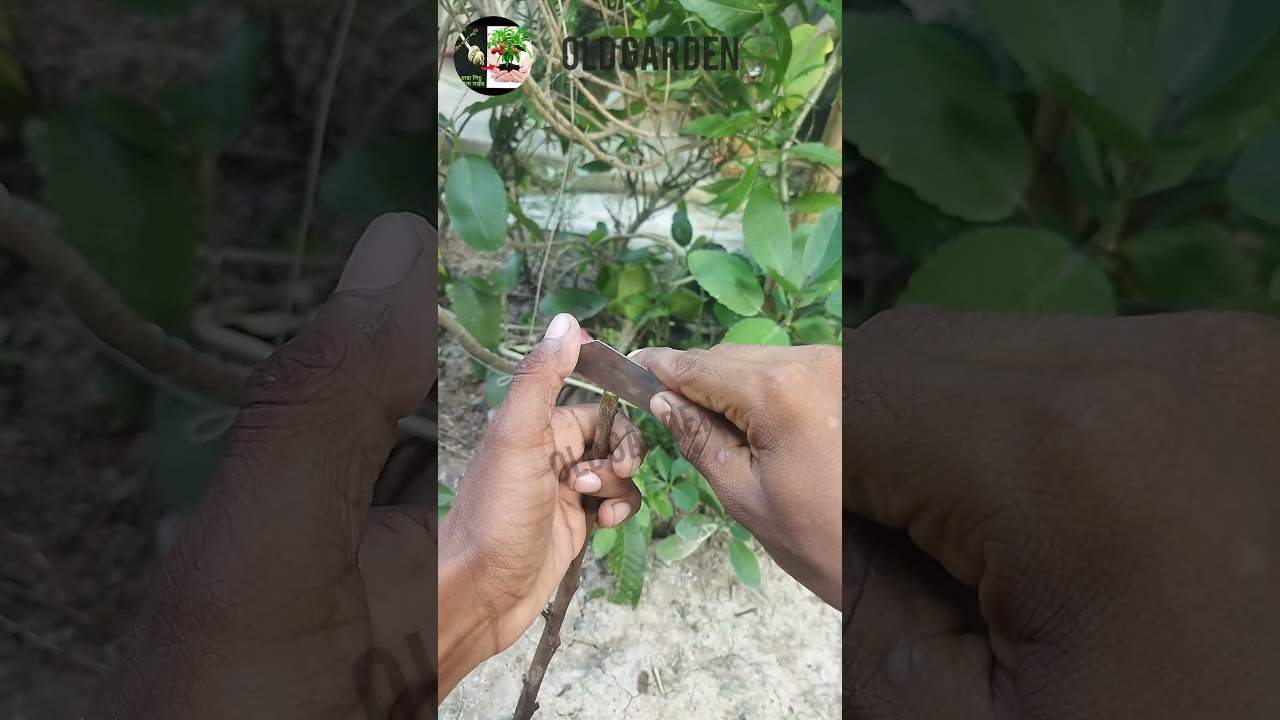 Simple and easy grafting method garden#garfting